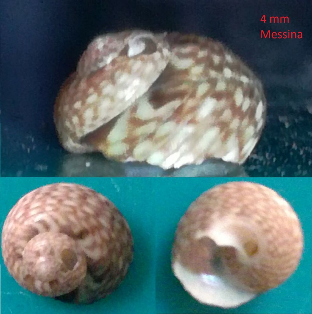 gibbula da identificare